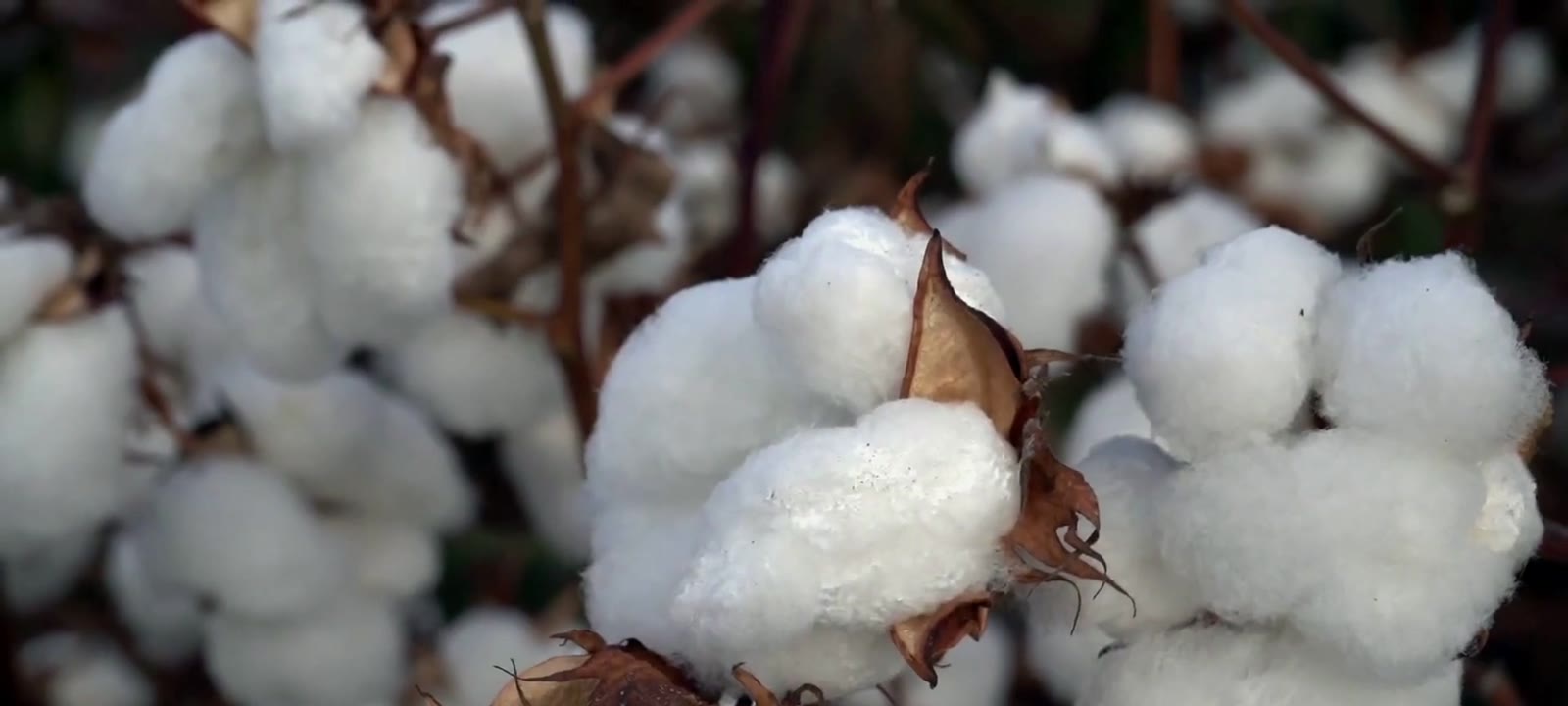 Close-up of open cotton bolls on the plant